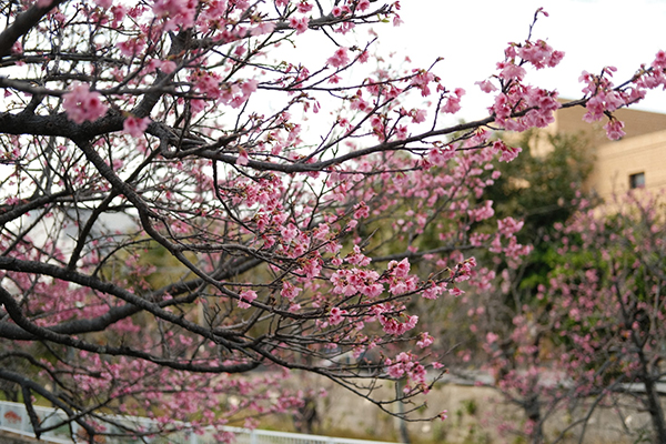 白居易闲居的解释