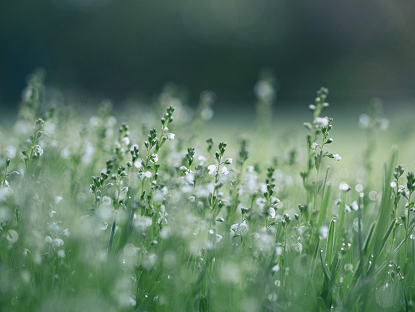 蝶恋花王维