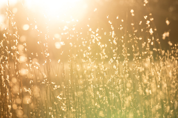 秋雨的诗句白居易