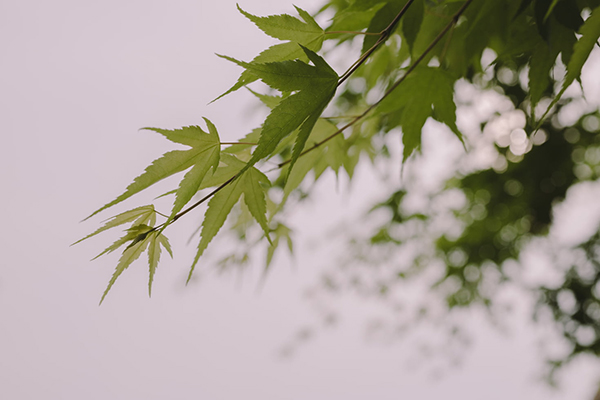 萧怎么忘记了花著雨