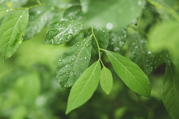 萧员外寄新蜀茶白居易